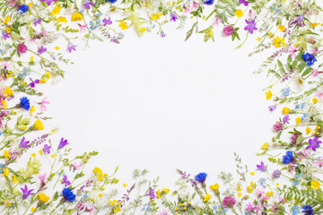 beautiful wild flowers on white background © Maya Kruchancova