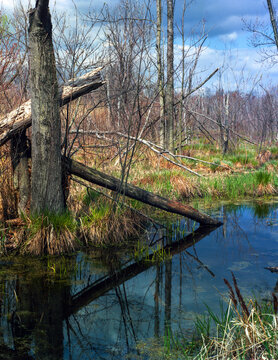 The Great Swamp National Wildlife Refuge Around 1980!