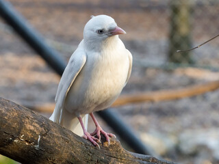 Albino western jackdaw sitting on a tree branch