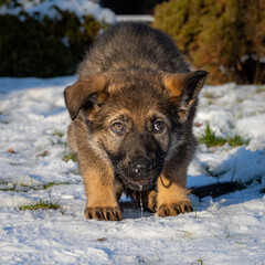A nine weeks old German Shepherd puppy is looking straight into the camera. Snow in the background