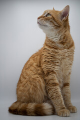 Obraz premium red cat portrait