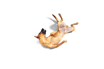 Playful. Young Belgian Shepherd Malinois is posing. Cute doggy or pet is playing, running and looking happy isolated on white background. Studio photoshot. Concept of motion, movement, action