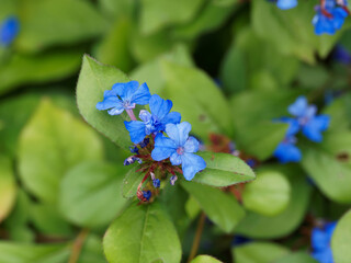 (Ceratostigma plumbaginoĩdes) Plumbago de Chine ou dentelaire bleue rampante &agrave; fleurs bleu-gentiane