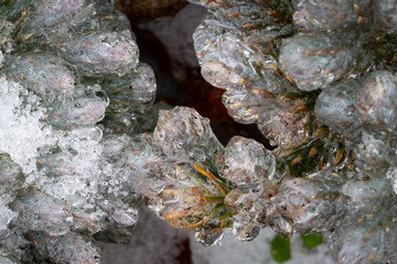Frozen pine tree branches enclosed entirely in ice