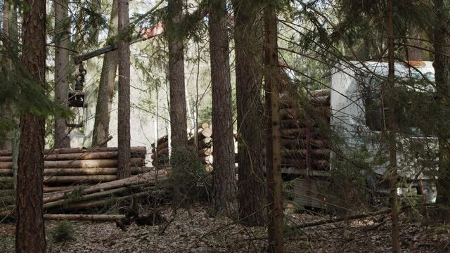 A crane does woodwork in the forrest