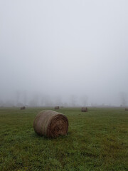 Pole, na których leżą okrągłe bele trawy, wśród mglistej pogody. © Kamil