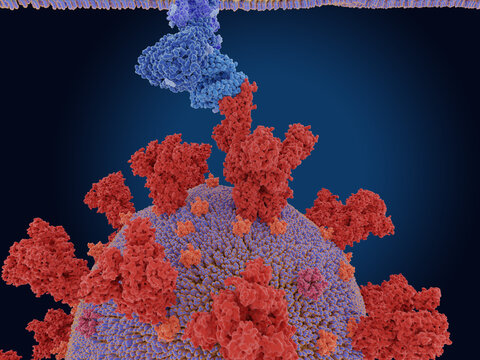 Coronavirus SARS-Cov 2 Spike Protein Binding To The ACE2 Receptor