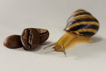 snail and coffee. a small striped snail on aromatic black coffee beans. concept of natural cosmetics and food, on a white background, shallow depth of field, close-up, macro photo © Oleksandr Filatov