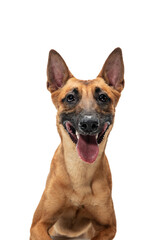 Smiley. Young Belgian Shepherd Malinois is posing. Cute doggy or pet is playing, running and looking happy isolated on white background. Studio photoshot. Concept of motion, movement, action