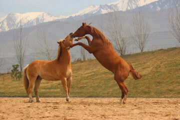young horses of different breeds play with each other, figuring out who is stronger and more important