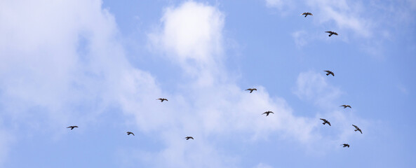 Flock of birds flying in the blue sky