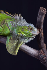 Green iguana in black background