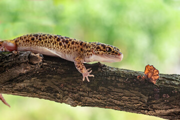 leopard gecko on tree branch