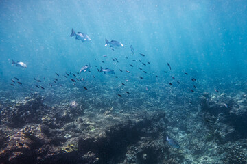 School of fish swimming on coral reef in the sea