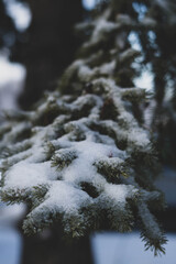 Snow