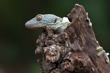 Tokay gecko on a tree trunk