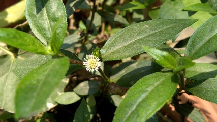 Eclipta prostrata Or bhringraj or false daisy plant and flower