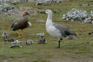 The Upland Goose or Magellan Goose (Chloephaga picta)