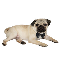 portrait of a sad pug in a bow tie which lies on a white background