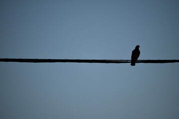 Bird on a wire