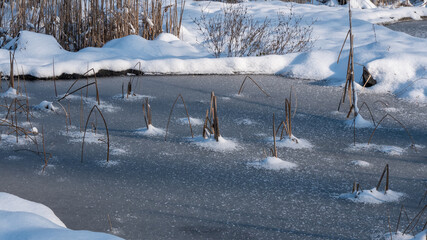 Frozen pond with dried out reeds 