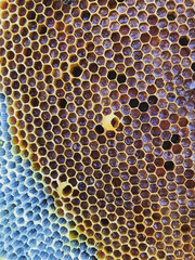 honeycomb