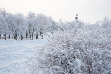 Winter landscape, trees in the snow