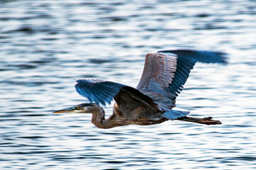 Great Blue Heron in Flight