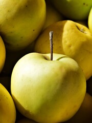 yellow apples on a black background