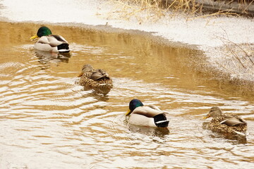 Naklejka premium Duck 9