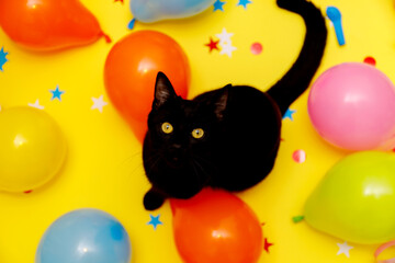 Fototapeta na wymiar Black cat in a birthday confetti and balloons on yellow background