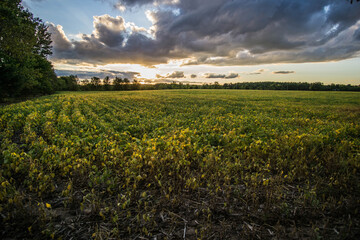 Cambridge Fields