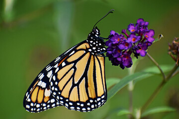 Monarch Butterfly on Butterfly Bush 