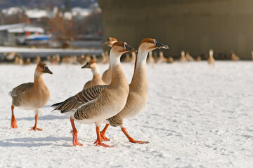 Wild swan gooses walking in snow along the River Neckar in Heidelberg.  Originally migratory birds that stayed in the cold European weather
