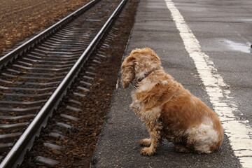 A lonely dog sits on the platform of a train station and looks into the distance.