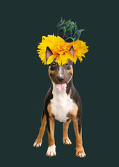 Contemporary art collage dog breed bull terrier decorated with flowers