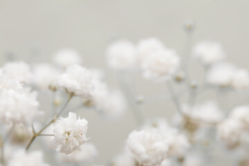Weicher Fokus. Weiße Blume auf unscharfem beige Hintergrund. © Liliia