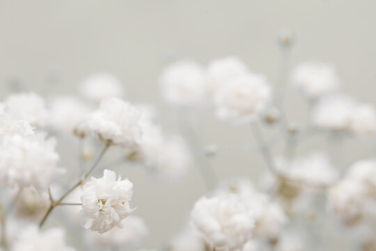 Soft focus. White flower on blur beige background.
