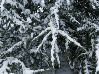 
Close up on leaves needle-like on drooping branchlet of Deodar or Himalayan cedar (Cedrus deodara) covered with ice ans snow in winter