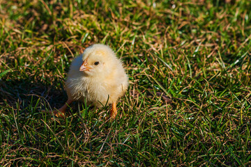 Little yellow chicken stands on a meadow in the green grass.