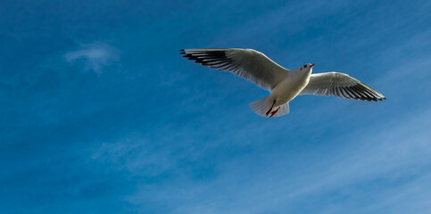 Gaviota con alas muy extendidas sobrevuela a los turistas en unos jardines históricos.