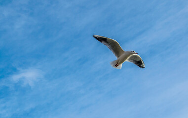 Gaviota recortándose contra el cielo azul con pequeñas nubes deshilachadas