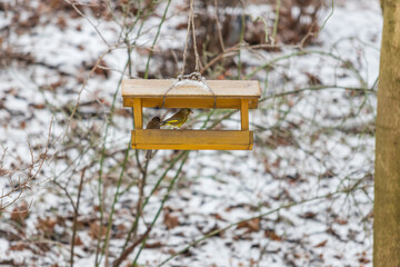 The green bell - Chloris chloris - sits on a feeder that is hung on a tree. There is snow in the background.
