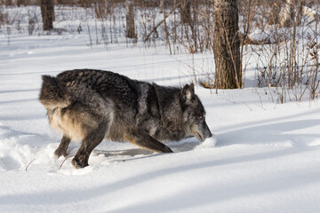 Black Phase Grey Wolf (Canis lupus) Stop Quick in Snow Winter
