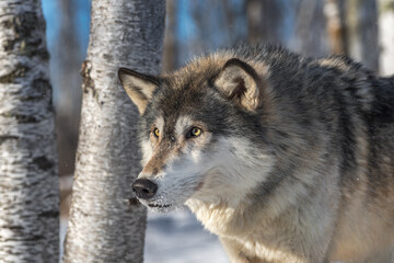 Obraz premium Grey Wolf (Canis lupus) Intensely Stares Out Winter