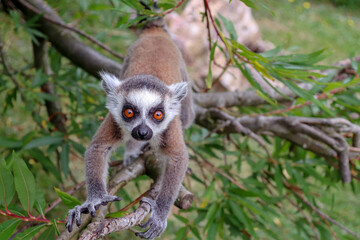 lemur on tree © Zaneta