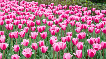 Tulips in full bloom in the park