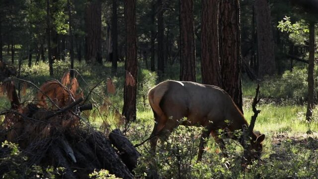A Wapiti in the forrest at the grand canyon