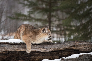 Female Cougar (Puma concolor) Lies on Top of Log Looking Right Winter