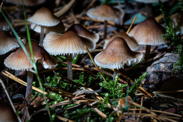 mushrooms in the forest with external flash lighting